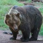 Upozornenie na medvede v extraviláne obce Nesluša a Rudinská